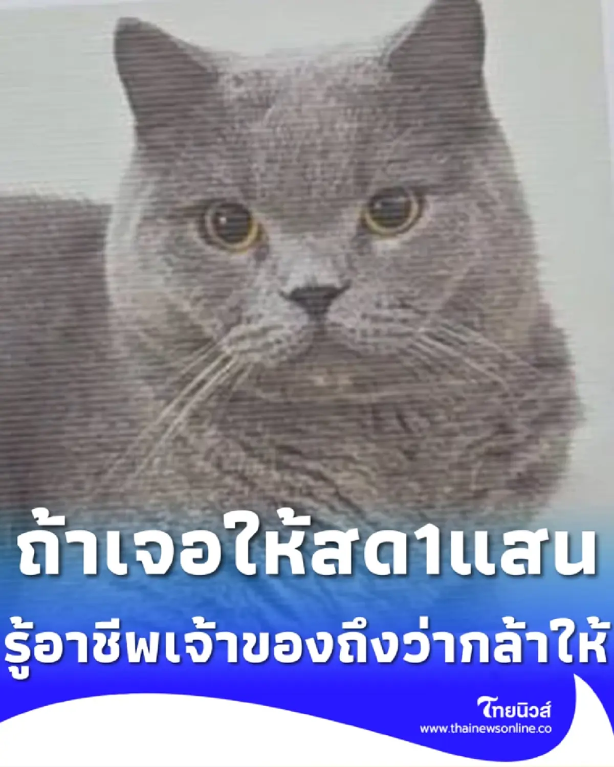 ให้สด 1 แสน ตามหา "ฉางอัน" รู้อาชีพแท้จริงเจ้าของแมว ถึงว่ากล้าให้