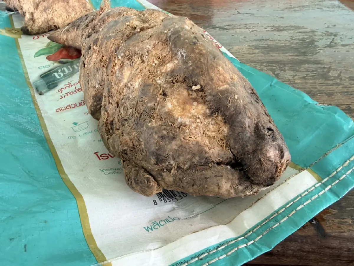 หนุ่มตราดได้กลิ่นหอมเจอก้อน 3 กิโลฯ ลุ้นเป็นอำพันทะเล
