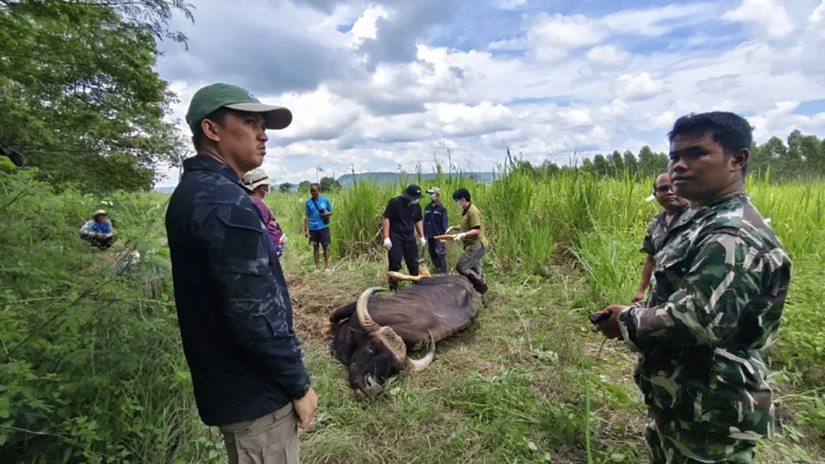 ผลชันสูตรกระทิงทับลานคาดป่วยเรื้อรังก่อนดับ
