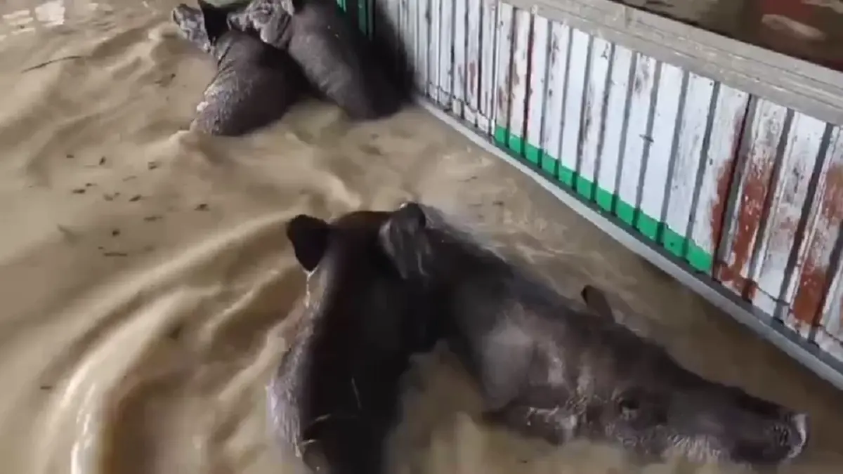ปลวกแดงอ่วม! น้ำทะลักท่วมบ้าน กู้ภัยช่วยหมู 7 ตัวลอยคอรอด