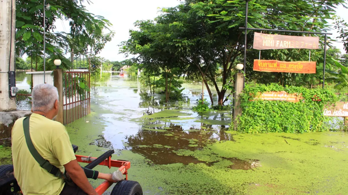 กาญจน์อ่วม! ร้านดังเร่งย้ายควาย 50 ตัวจ้าละหวั่นหนีน้ำ 2 เมตร