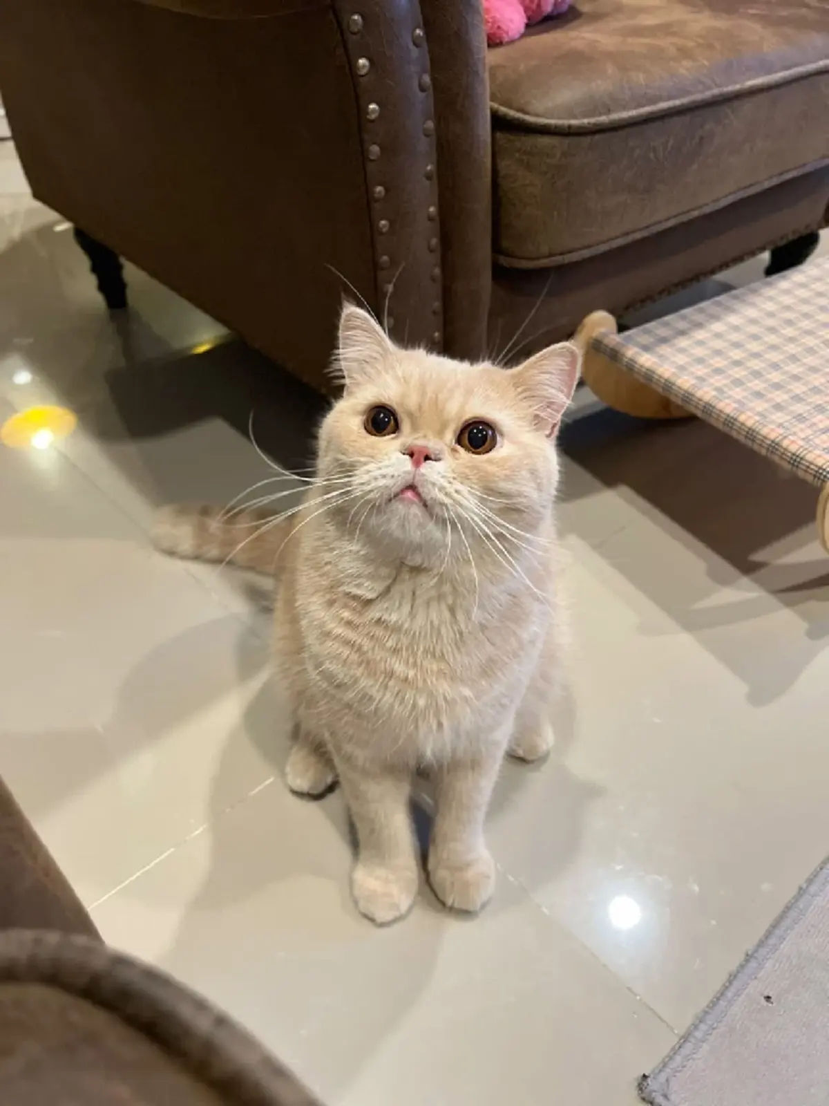 หัวอกแม่แทบสลาย! วอนช่วยตามหา "น้องชิโอะ" ป่วยโรคหัวใจหลุดหาย