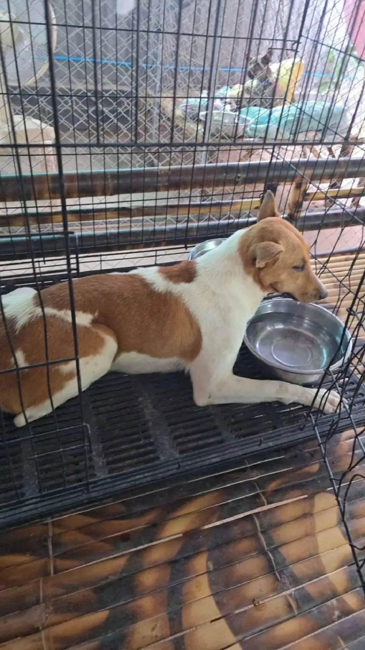 แผลรัดทรมาน! นาทีหนุ่มใจบุญช่วยหมาจรถูกลวดมัดขา