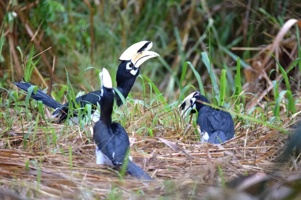ตื่นตาตื่นใจ! ฝูงนกเงือกกว่า 30 ตัว บินหากินยามเช้าที่เขาใหญ่