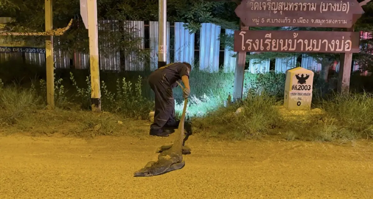 สายตาสั้นทำผวา! เห็นตัวใหญ่กลางถนนคิดว่าจระเข้ ที่แท้คือตัวนี้