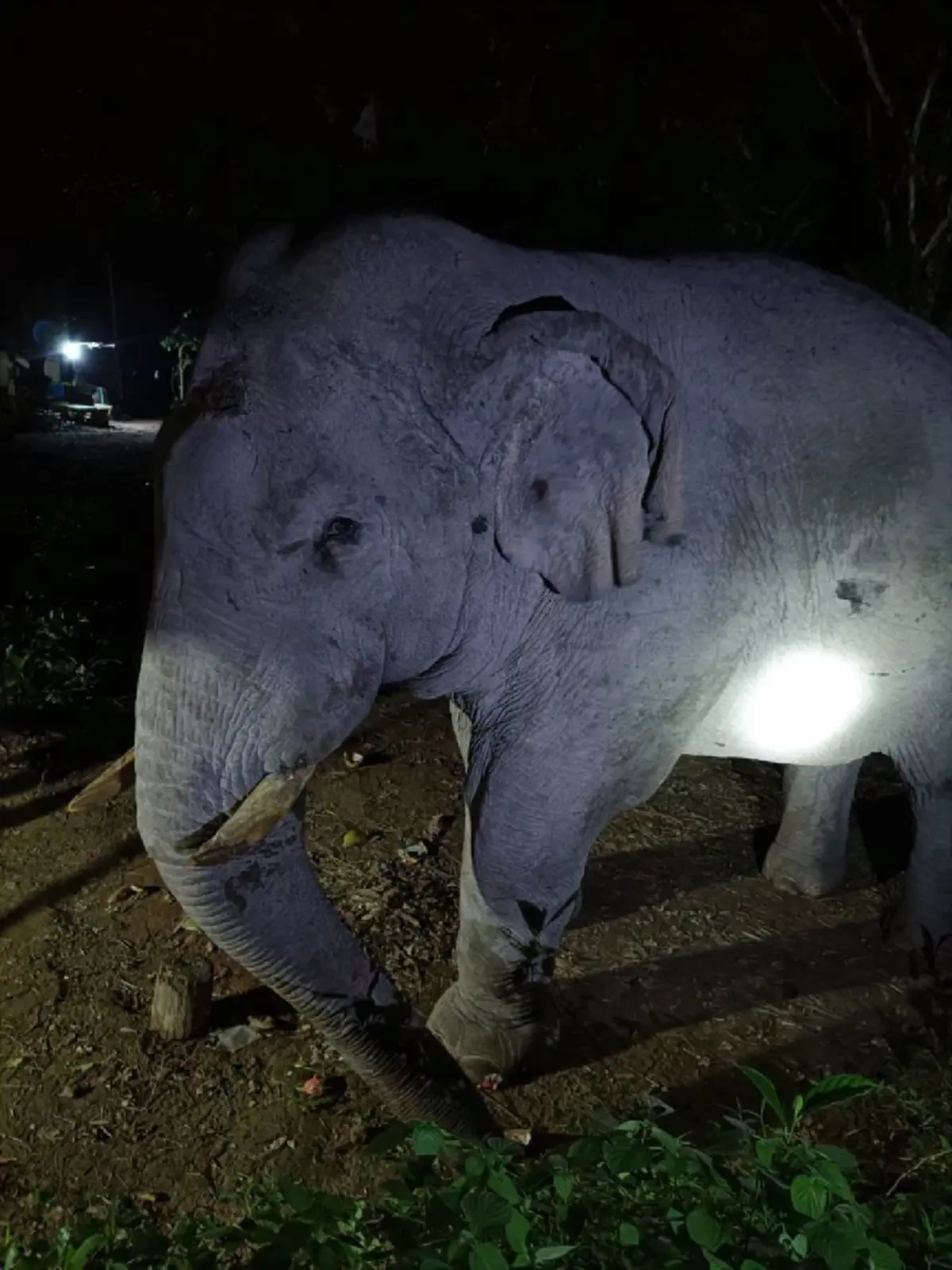 ภาพ : กรมอุทยานแห่งชาติ สัตว์ป่า และพันธุ์พืช