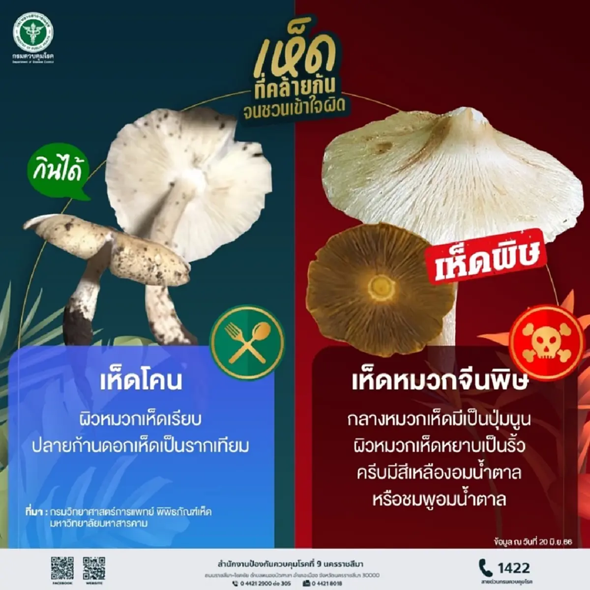 เตือนภัยเห็ดพิษ! อีสานใต้ป่วยทะลุ 335 ราย ชัยภูมิหนักสุด