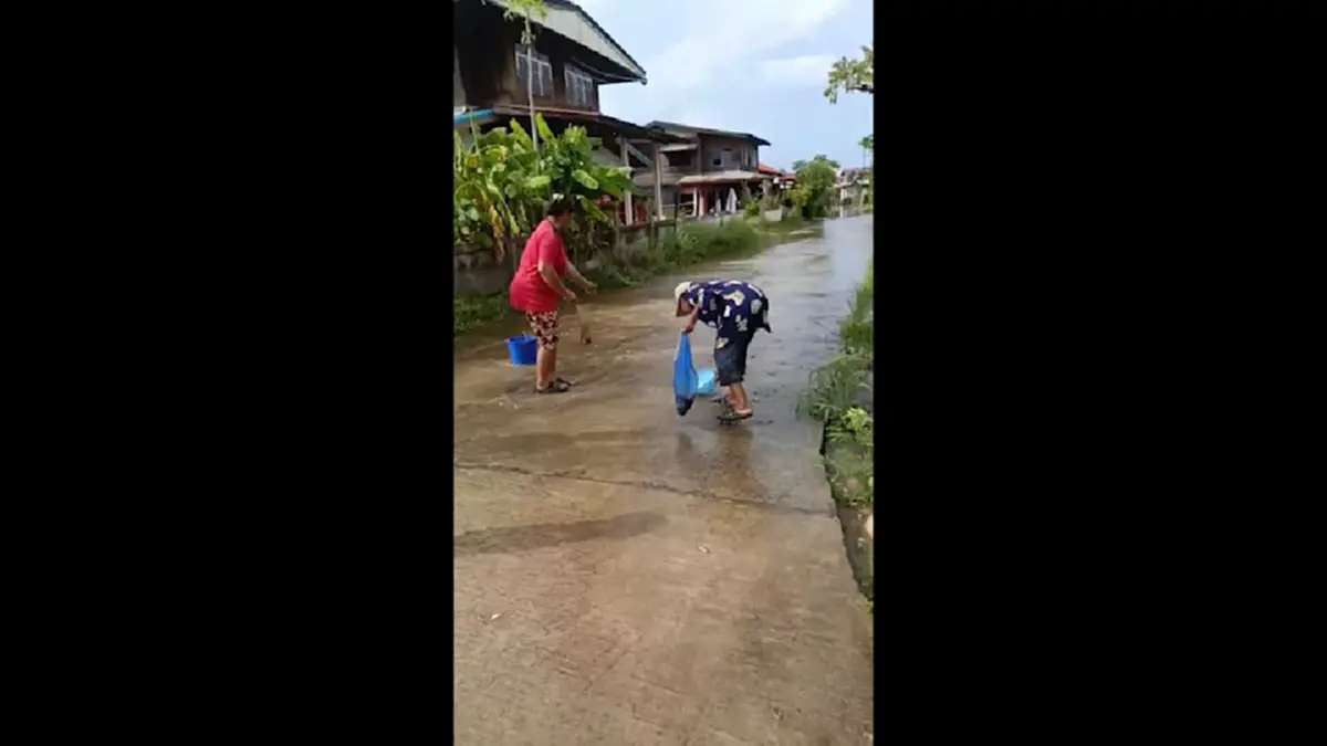 น้ำท่วมถนนสุรินทร์! ปลานับร้อยข้ามฝั่ง ชาวบ้านดักจับแบ่งกันกิน