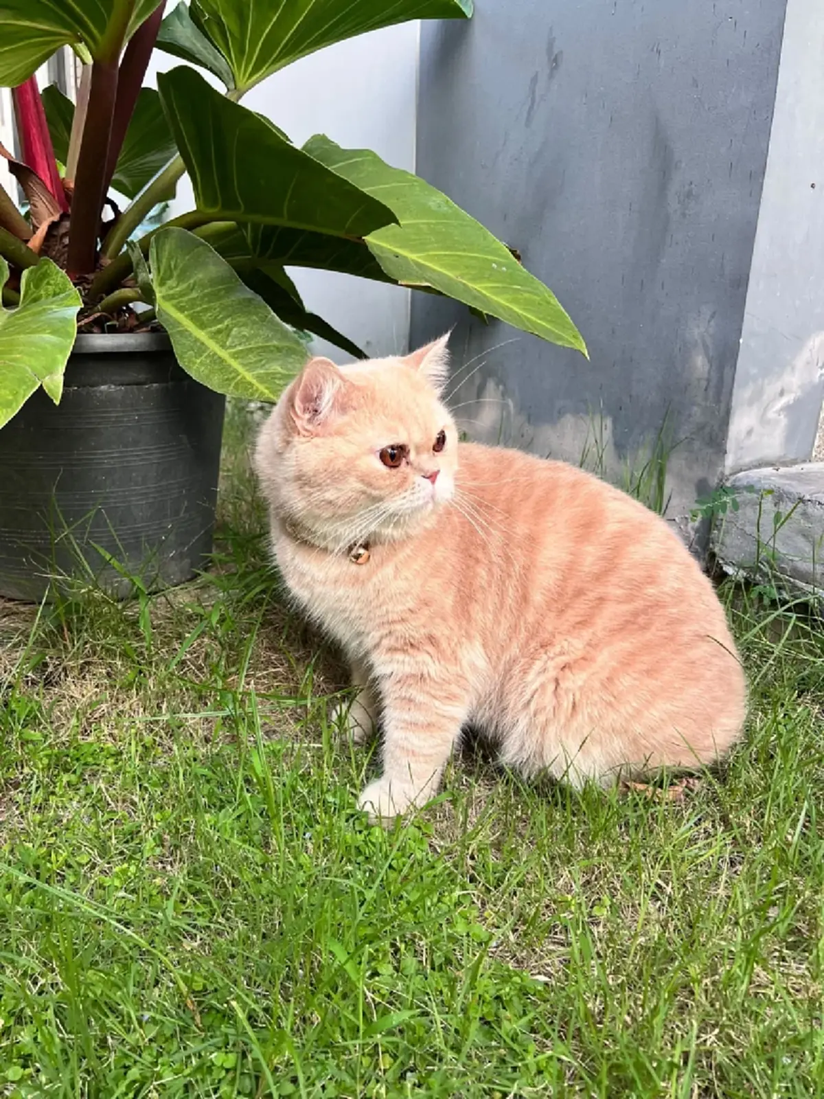 หัวอกแม่แทบสลาย! วอนช่วยตามหา "น้องชิโอะ" ป่วยโรคหัวใจหลุดหาย