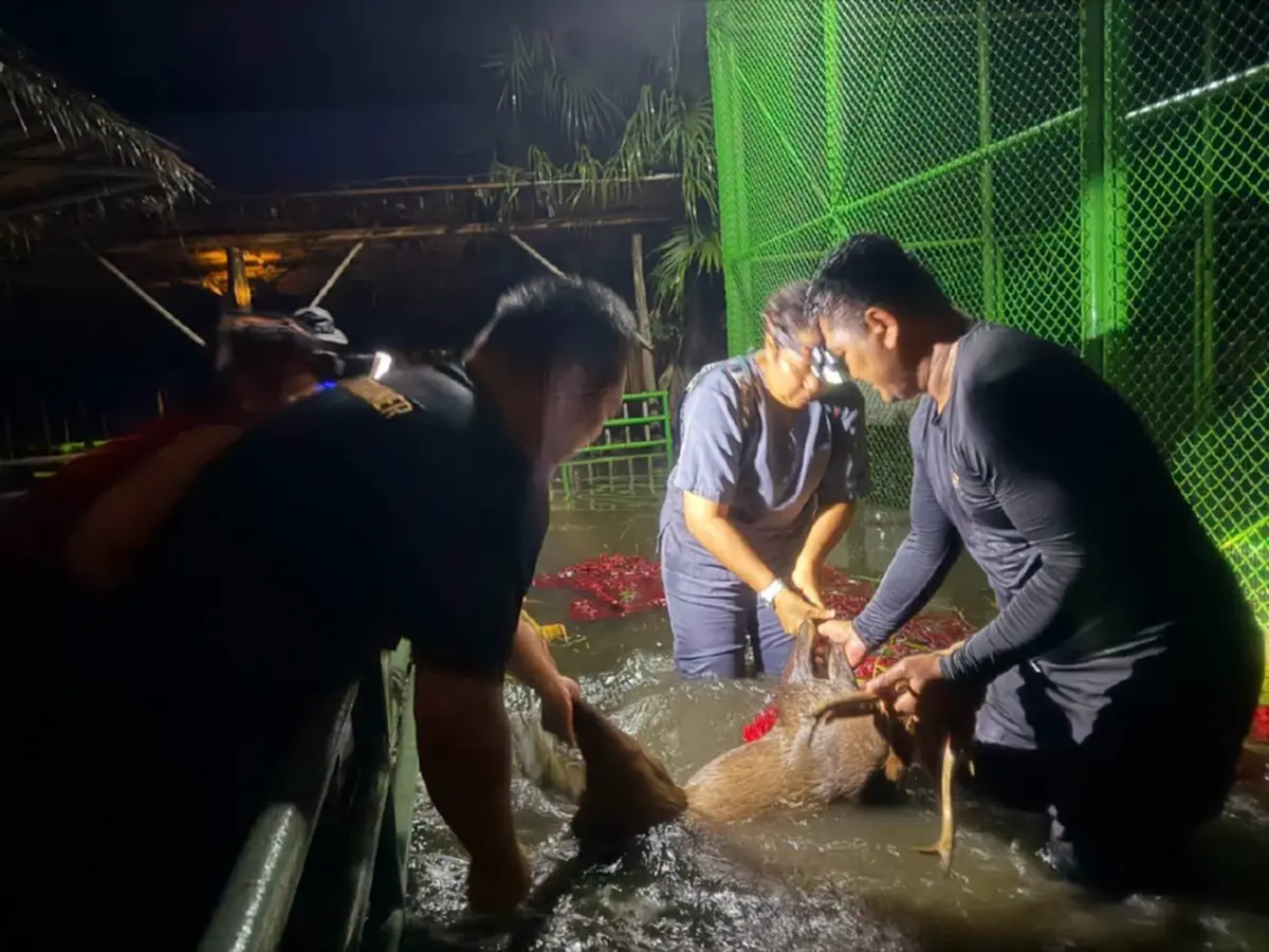 นาทีวิกฤต น้ำท่วมสวนสยาม กรมอุทยานฯ ช่วยเนื้อทรายรอด 10 ดับ 6