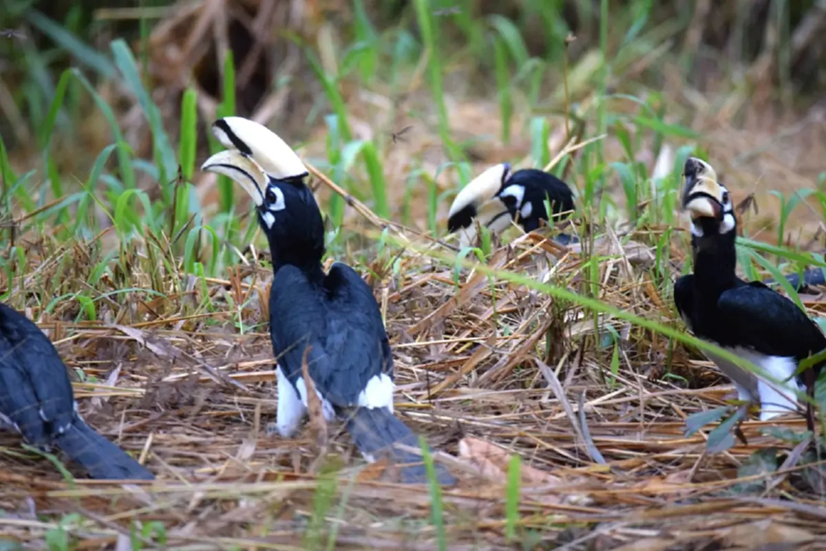 ตื่นตาตื่นใจ! ฝูงนกเงือกกว่า 30 ตัว บินหากินยามเช้าที่เขาใหญ่