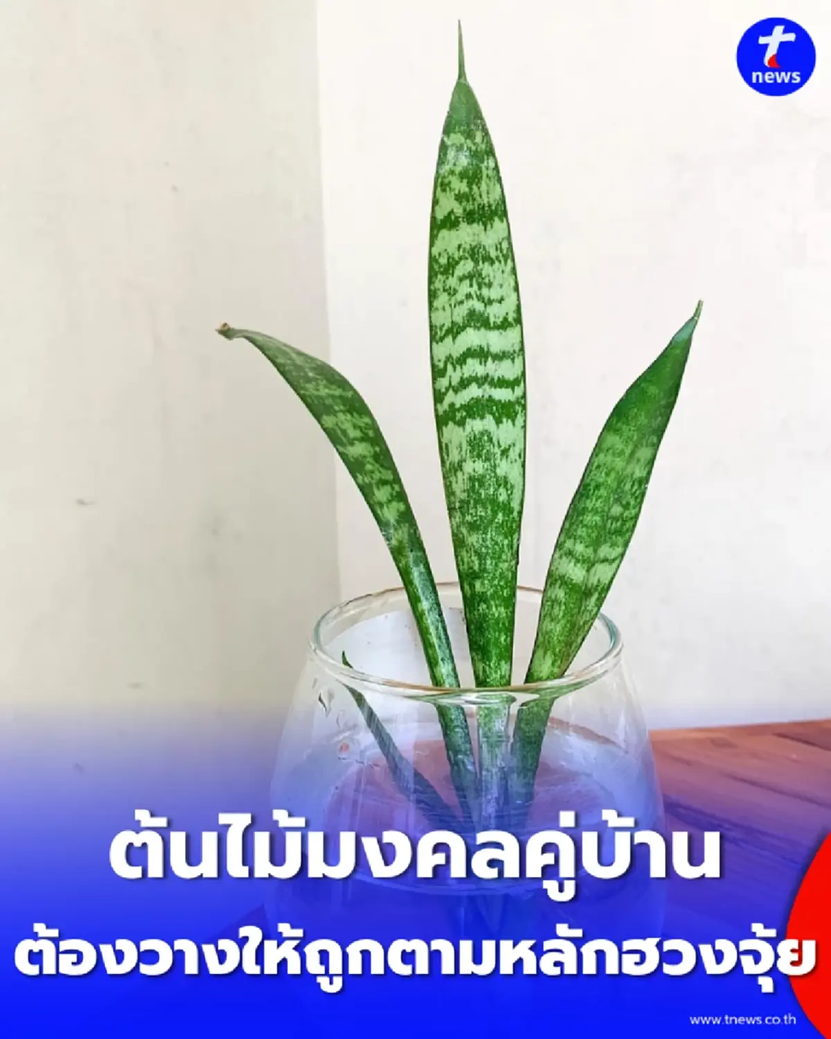เปิดจุดควรวาง ต้นลิ้นมังกร ตามความเชื่อฮวงจุ้ย ช่วยเสริมบรรยากาศดี ๆ ให้บ้าน
