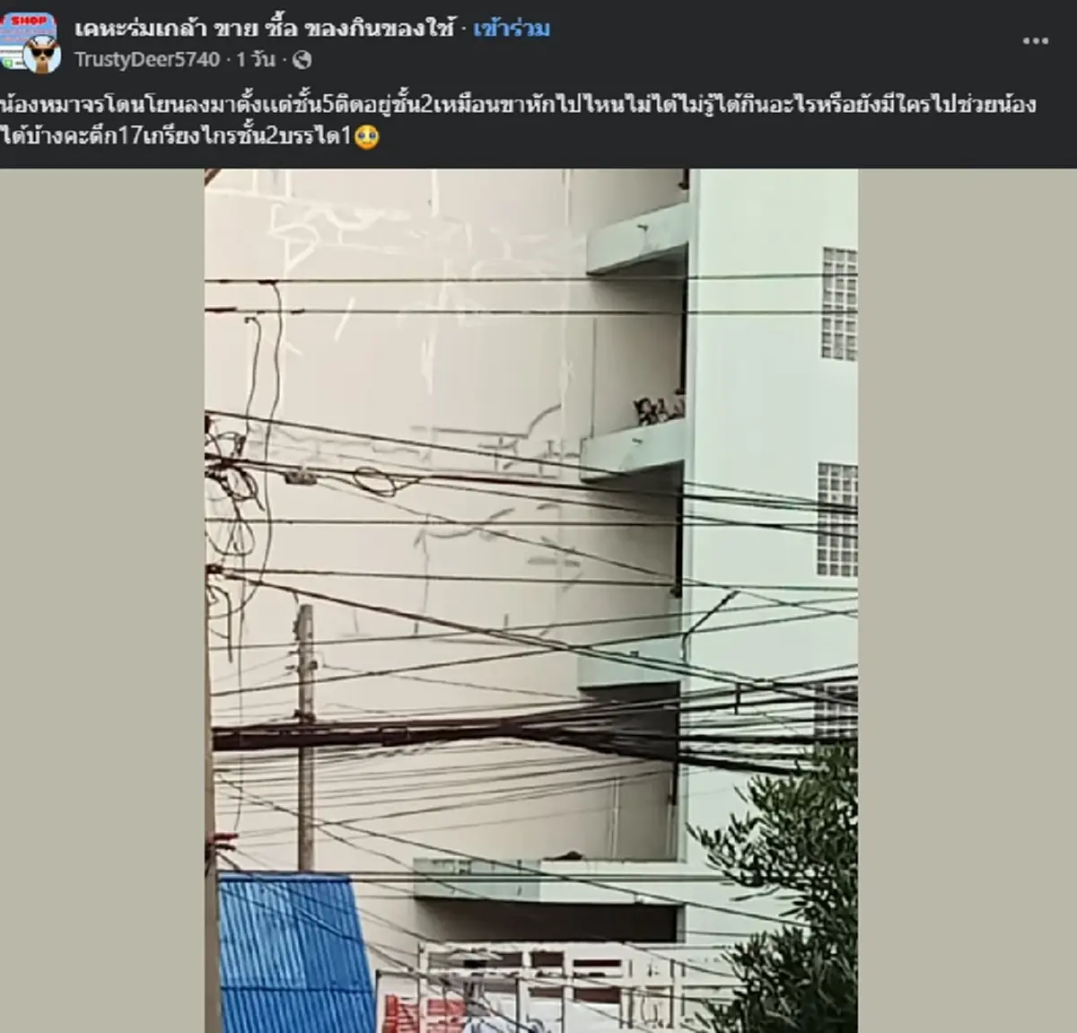 เปิดชะตากรรม "หมาจร" นอนหนาวบนโซฟา ล่าสุดเหมือนหนีเสือปะจระเข้