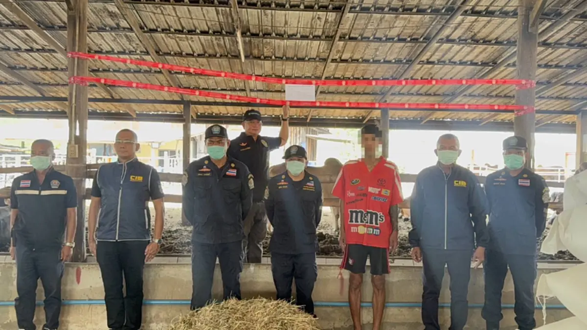 สะเทือนวงการโค สารเร่งเนื้อแดง เจอเต็มๆ 967 ตัว สะพัด 80 ล้าน  