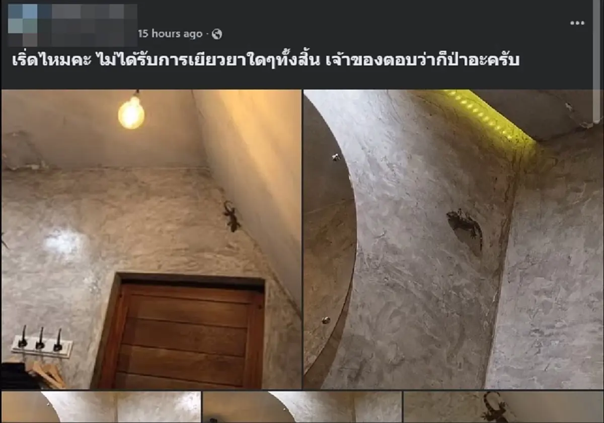 ขนลุกทุกเส้น คลิป "ตุ๊กแก ปะทะ งู" ในที่พักดัง ล่าสุด แจงชัดแล้ว 