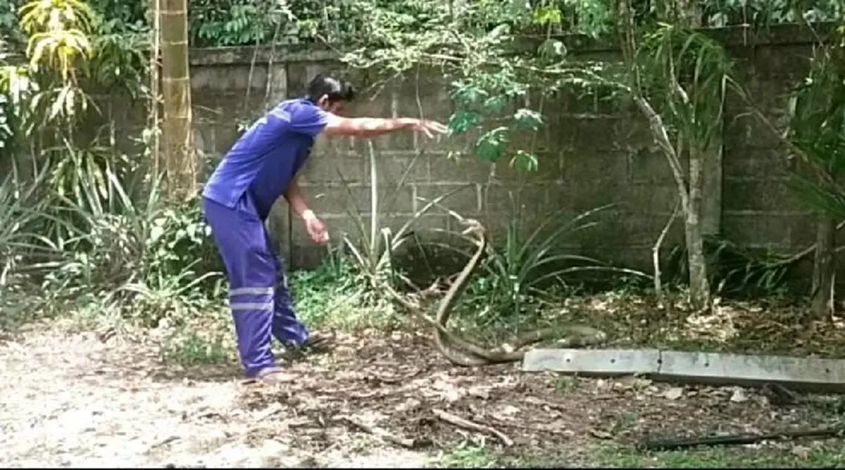 ส่องเลขที่บ้าน งูจงอางยักษ์ เลื้อยซุกกระถางต้นไม้ ลุ้นจับระทึก