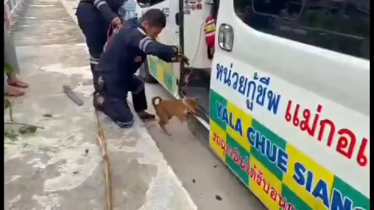 ประทับใจ! กู้ภัยยะลาไต่บันไดลิงลงคูระบายน้ำ ช่วยหมาปลอดภัย