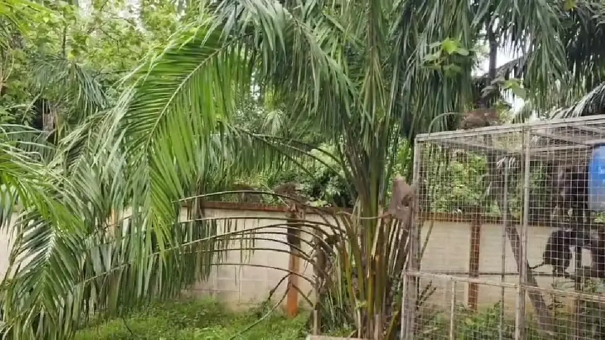 ฝูงลิงกว่า 100 ตัวบุกยึด รร.สตูล พังหลังคา-เร่งจับทำหมัน