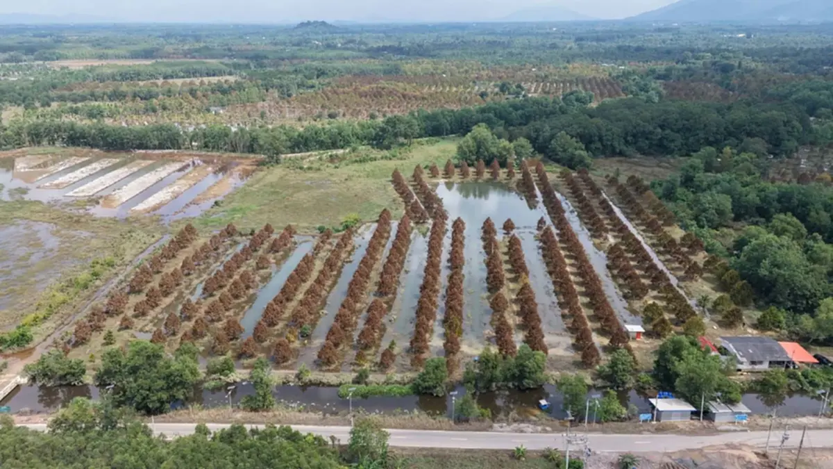 อ่วมท่วมยกสวน ชาวสวนทุเรียนท่าใหม่ ตั้งคำถาม จี้รัฐบาลรับผิดชอบ
