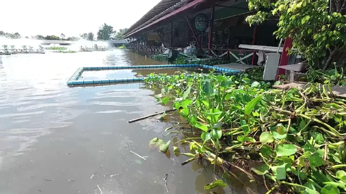 ปลาจระเข้ 3 เมตร หลุดบึงสำราญ 300 ตัว ชาวบ้านผวารุมจับขายคืน