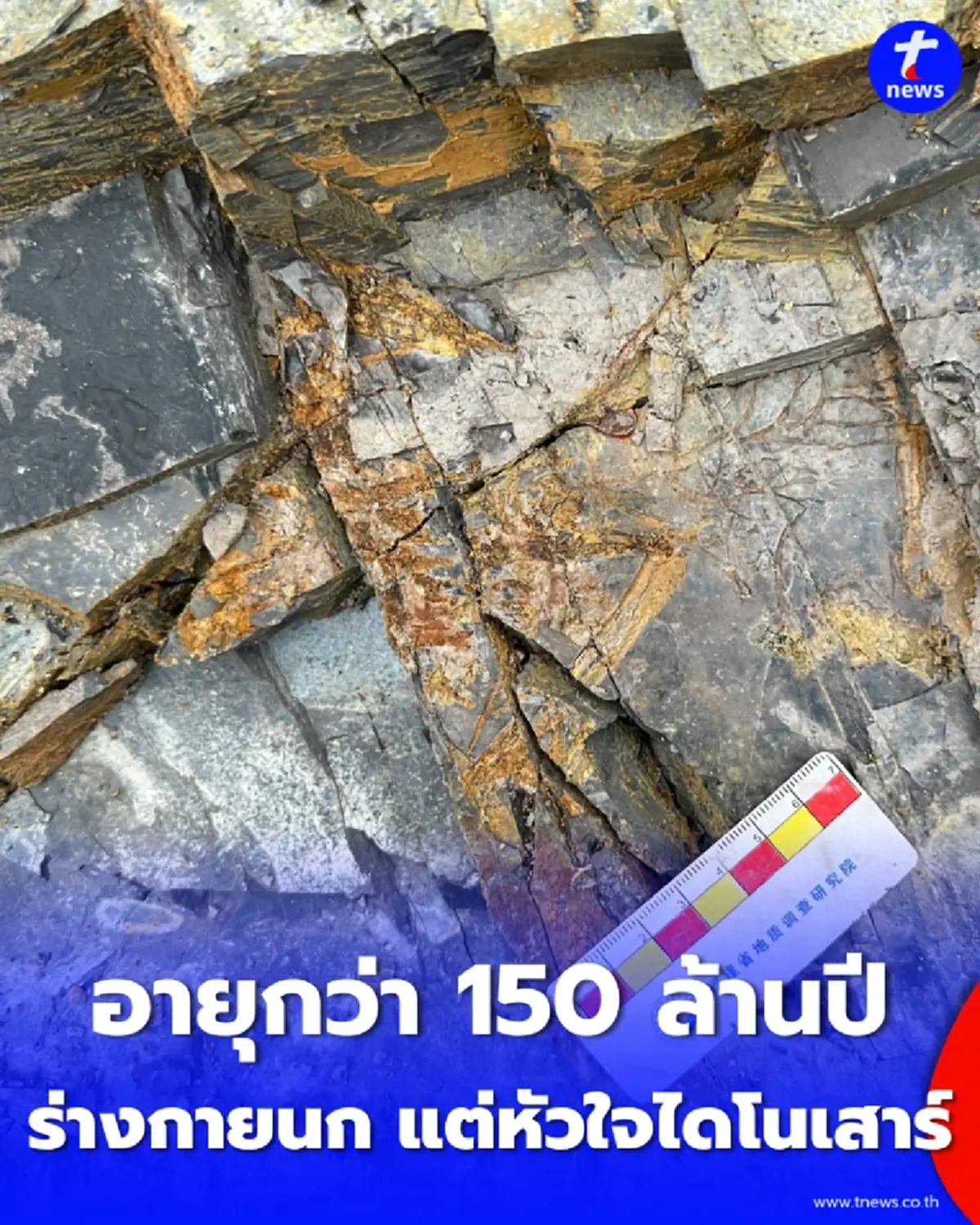 รู้จัก สัตว์ปีกยุคไดโนเสาร์ อายุ 150 ล้านปี ขนาดเท่าอีกา แต่ถ้าคิดว่าบินได้เหมือนนก คุณอาจเข้าใจผิด