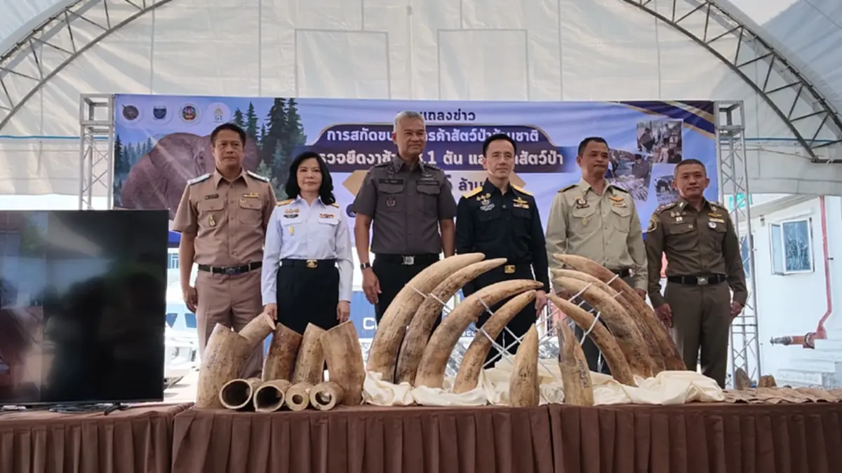 ศุลกากรยึดงาช้างแซมเบีย 3.1 ตัน ซุกไม้แปรรูป มูลค่า 155 ล้านบาท