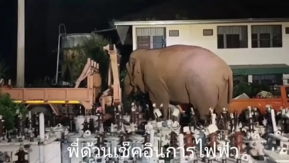 ช้างป่าเขาใหญ่ พังเสาลวดหนาม บุกการไฟฟ้ากลางดึก!