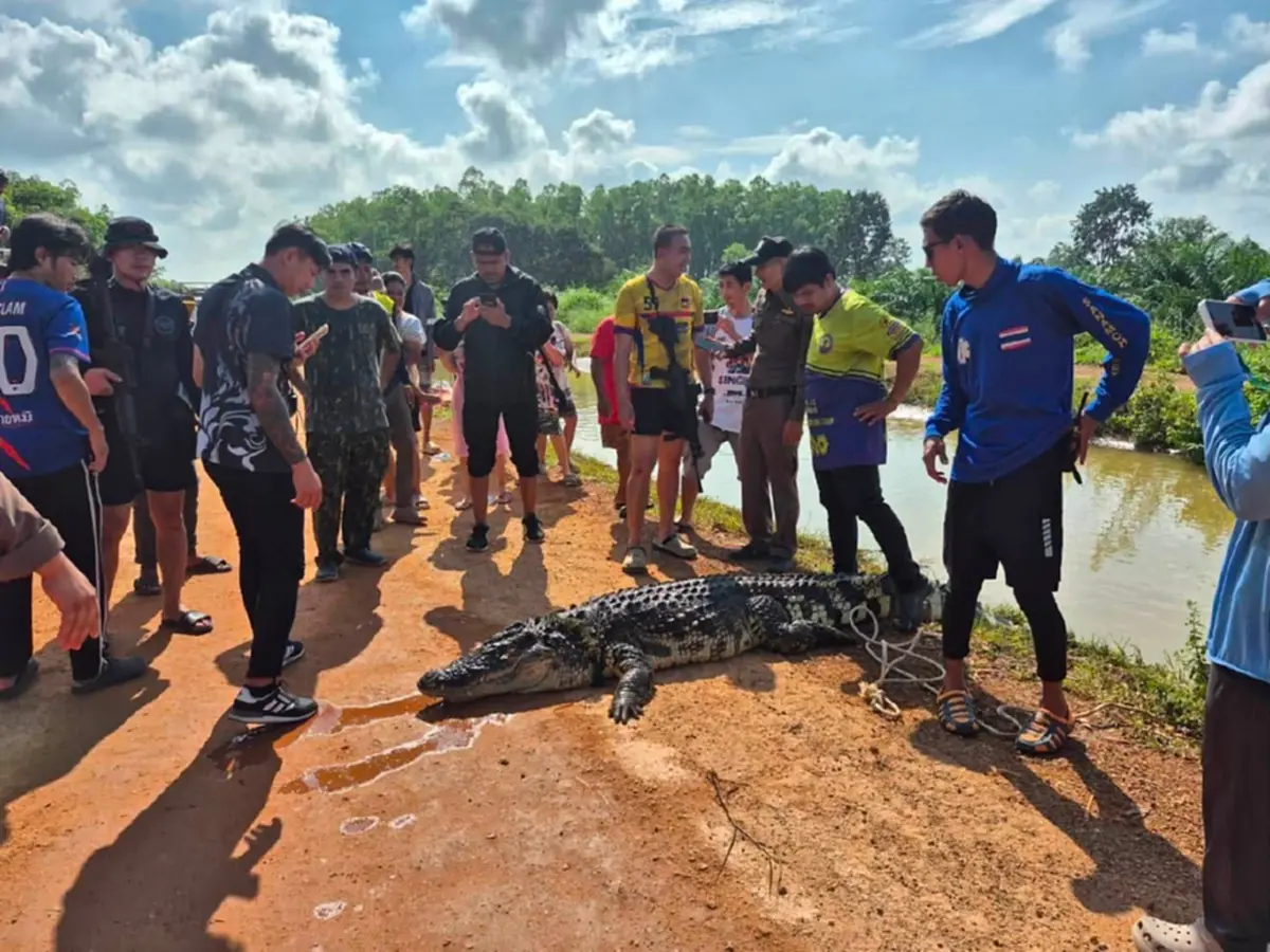 วิสามัญแล้ว จระเข้ยักษ์โผล่น้ำท่วมสนามชัยเขต ทำผวาทั้งหมู่บ้าน