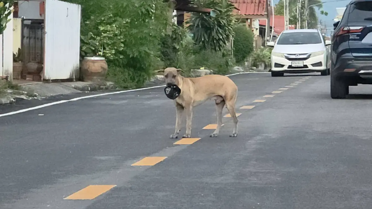 หมาจร 5 ตัวป่วนเมือง แทะรถ-รื้อขยะ ชาวบ้าน วอนเทศบาลแก้ด่วน
