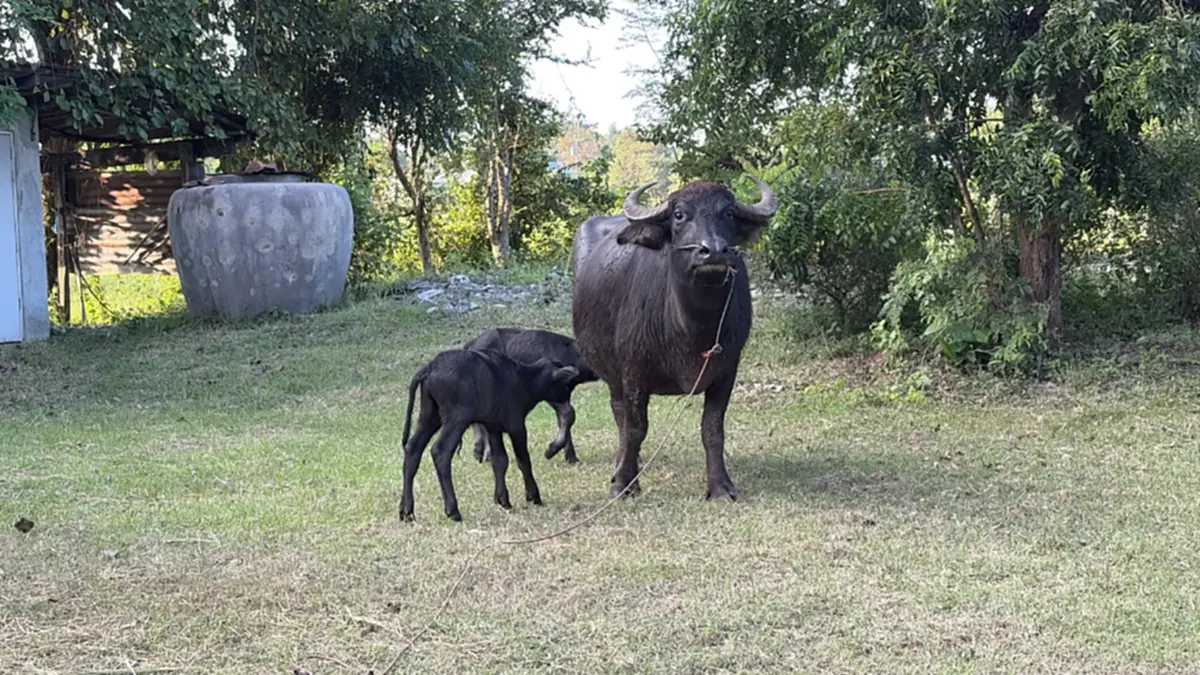 บุรีรัมย์ฮือฮา! "เจ้าวันชุม" แม่ควายคลอดลูกแฝด สุขภาพแข็งแรง