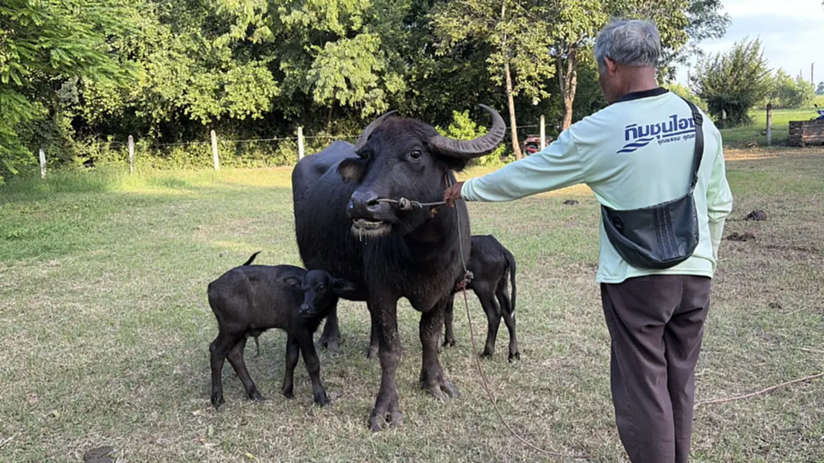 บุรีรัมย์ฮือฮา! "เจ้าวันชุม" แม่ควายคลอดลูกแฝด สุขภาพแข็งแรง