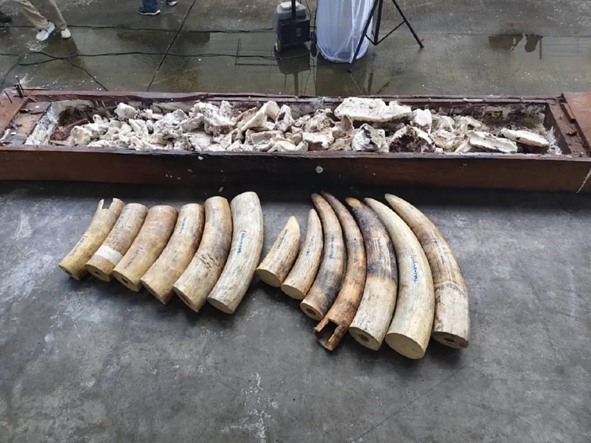 ศุลกากรยึดงาช้างแซมเบีย 3.1 ตัน ซุกไม้แปรรูป มูลค่า 155 ล้านบาท