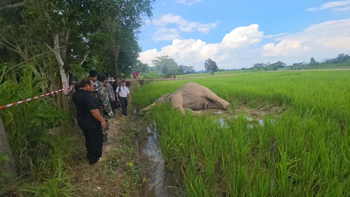 สลด! ช้างป่าภูหลวงถูกไฟช็อตดับคาที่นา ข้าวค้างเต็มปาก