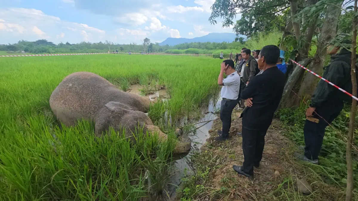 สลด! ช้างป่าภูหลวงถูกไฟช็อตดับคาที่นา ข้าวค้างเต็มปาก