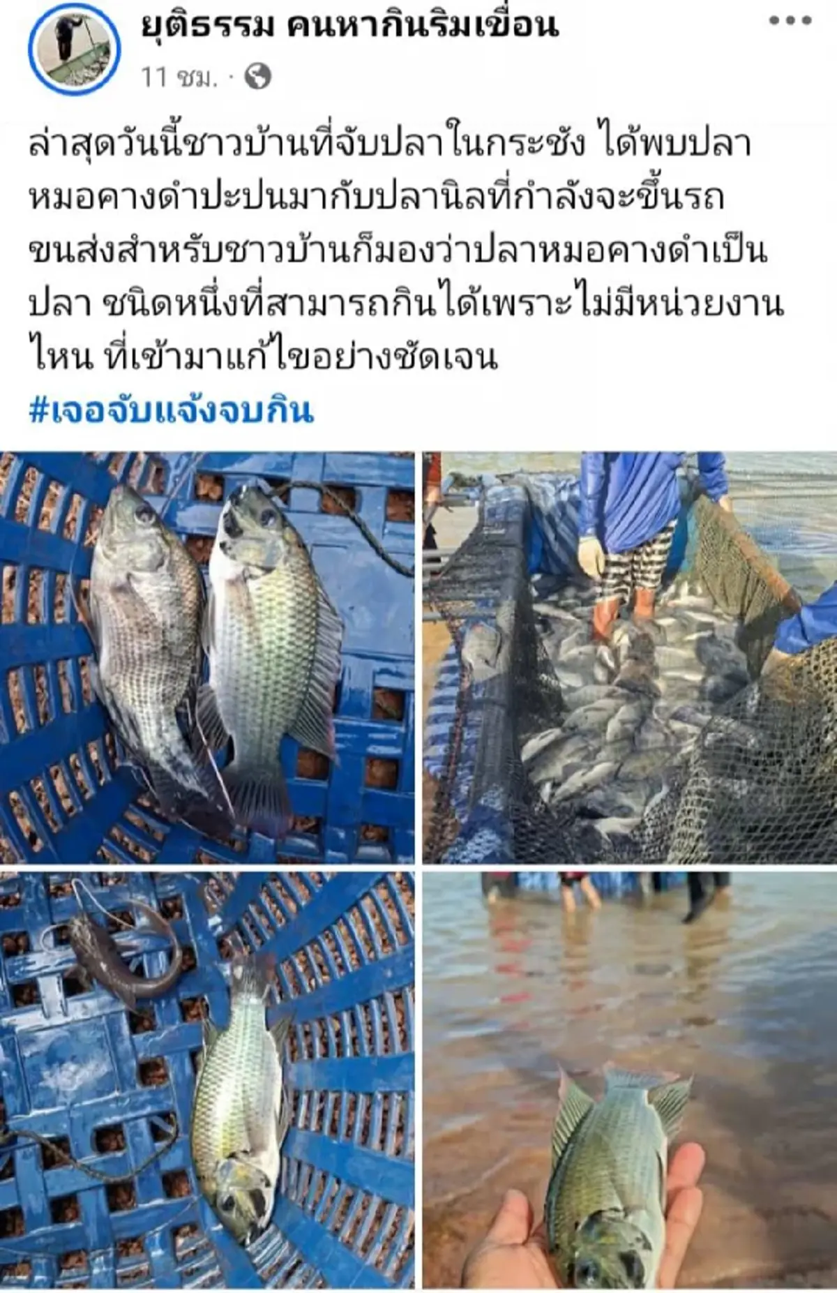 เจอ "ปลาหมอคางดำ" ปนปลานิลกระชัง ยอดทะลุ 517 ตัว หวั่นระบาดหนัก