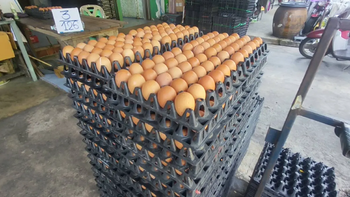 น้ำท่วมดัน ราคาไข่ไก่ พุ่งแรงเบอร์ 0 แตะ 140 แถมขาดตลาดหนัก