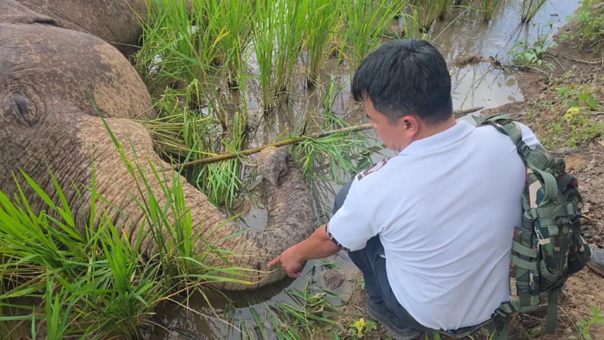 สลด! ช้างป่าภูหลวงถูกไฟช็อตดับคาที่นา ข้าวค้างเต็มปาก