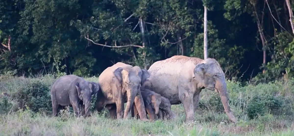 ตื่นตา! กระทิงป่ากว่า 100 ตัว-ช้างป่า ทะลักหากินเขาฟูจิดงใหญ่