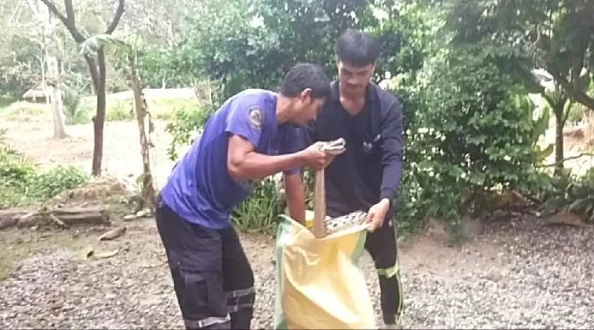 ส่องทะเบียน งูเหลือมยักษ์ ซุกห้องเครื่องกระบะ เจ้าของรถเห็นแล้วลมแทบจับ