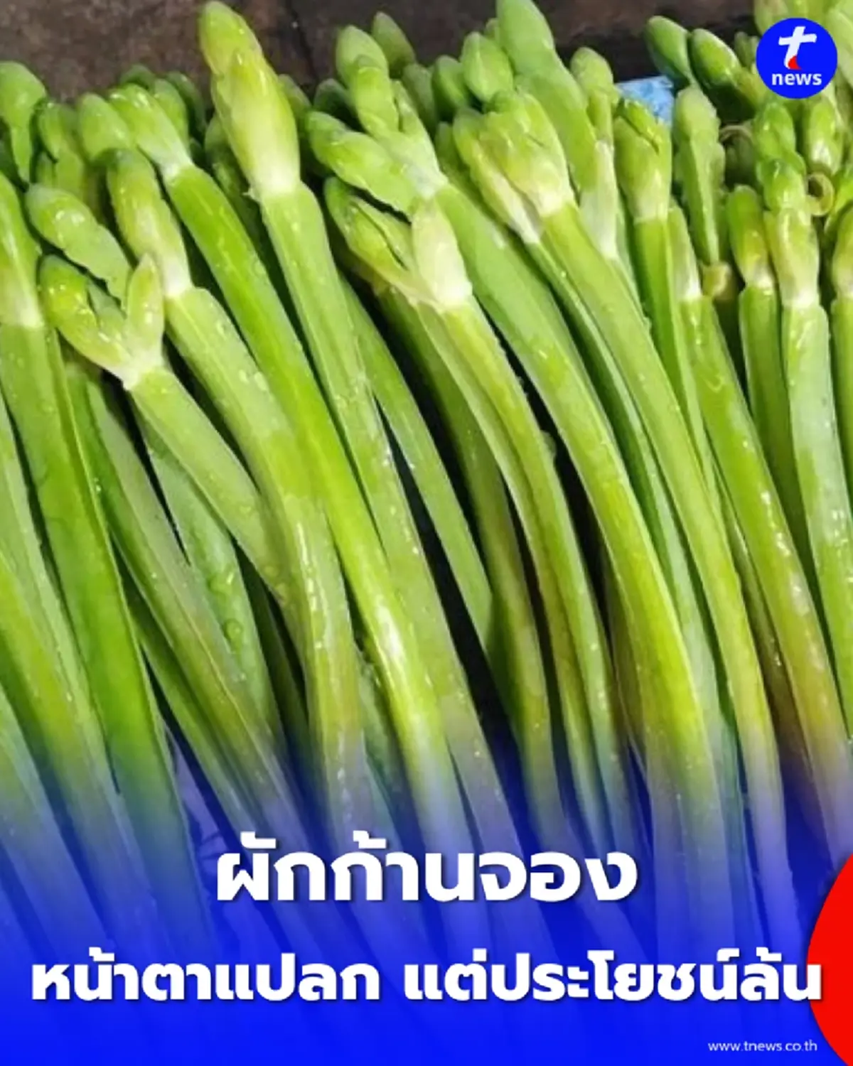 รู้จัก "ผักก้านจอง" ผักพื้นบ้านหน้าตาแปลก แต่คุณค่าทางอาหารไม่ธรรมดา