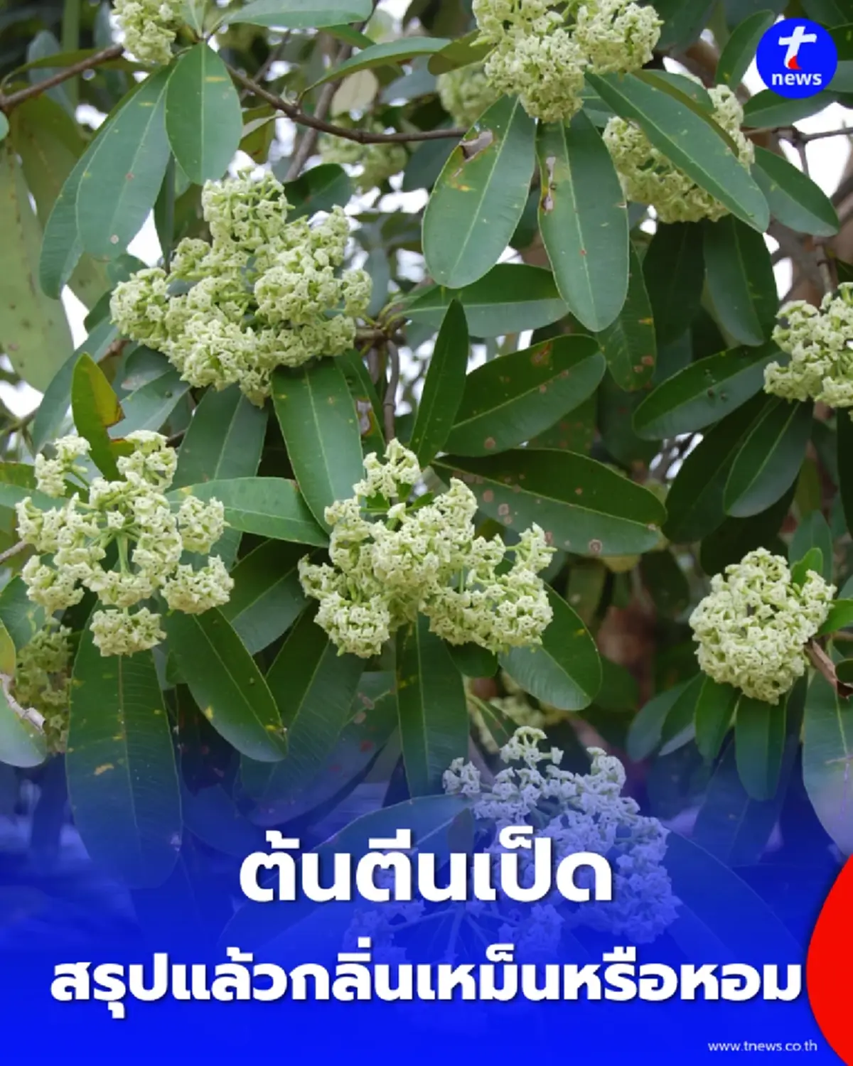 ต้นตีนเป็ด กลิ่นเหม็นหรือหอม เปิดประโยชน์ที่หลายคนอาจยังไม่รู้