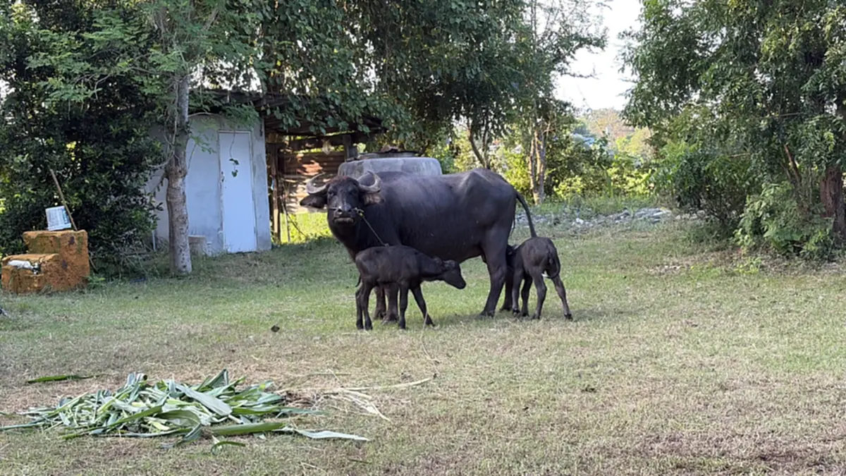 บุรีรัมย์ฮือฮา! "เจ้าวันชุม" แม่ควายคลอดลูกแฝด สุขภาพแข็งแรง