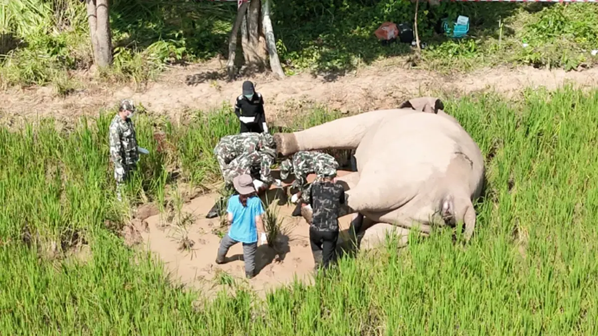 คืบหน้าช้างป่าภูหลวงถูกไฟช็อตดับ  พบเจ้าของที่นาหลบหนี