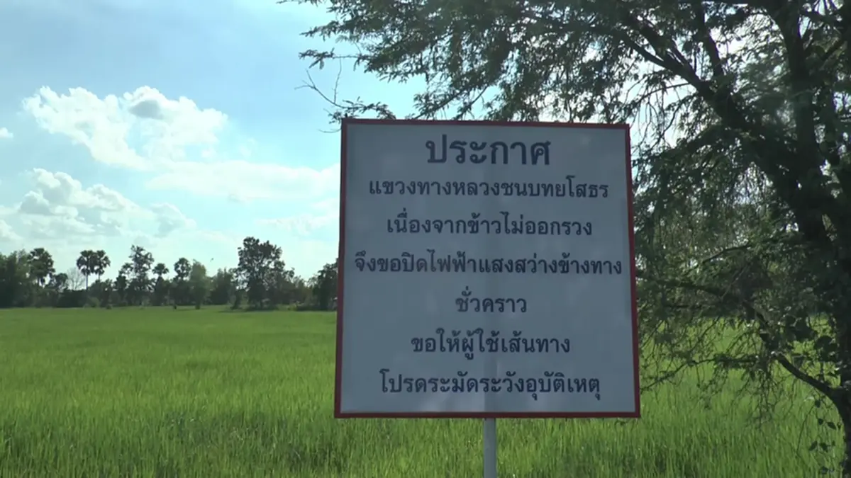 ทางหลวงชนบทยโสธร ปิดไฟถนนชั่วคราว ช่วยชาวนาป้องข้าวไม่ออกรวง