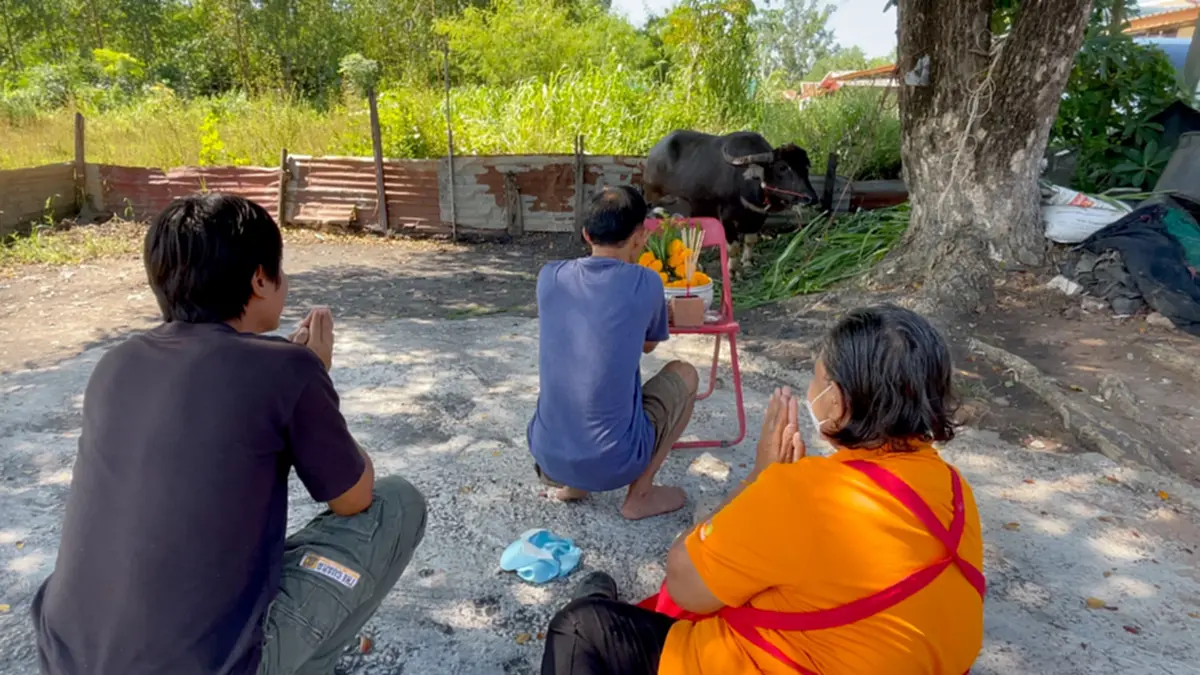แห่ส่องเลข "เจ้าหมูเด้ง" ลูกควายมงคล จุดธูปได้เลขสวย!
