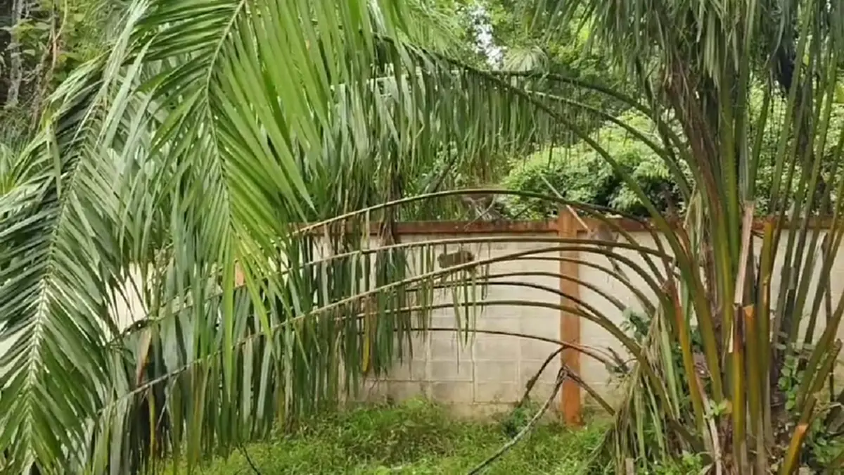 ฝูงลิงกว่า 100 ตัวบุกยึด รร.สตูล พังหลังคา-เร่งจับทำหมัน