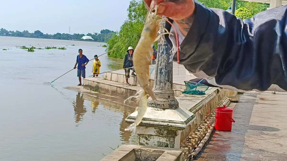 กองทัพกุ้งบุกบางปะกง! ชาวแปดริ้วแห่ส่องไฟช้อนคืนละ 10 กิโล