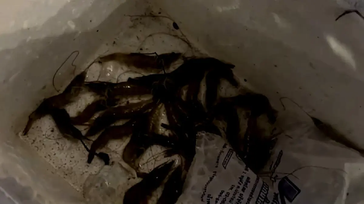 แปดริ้วคึกคัก! แห่ช้อนกุ้งขาวหลุดบ่อน้ำท่วมริมบางปะกง