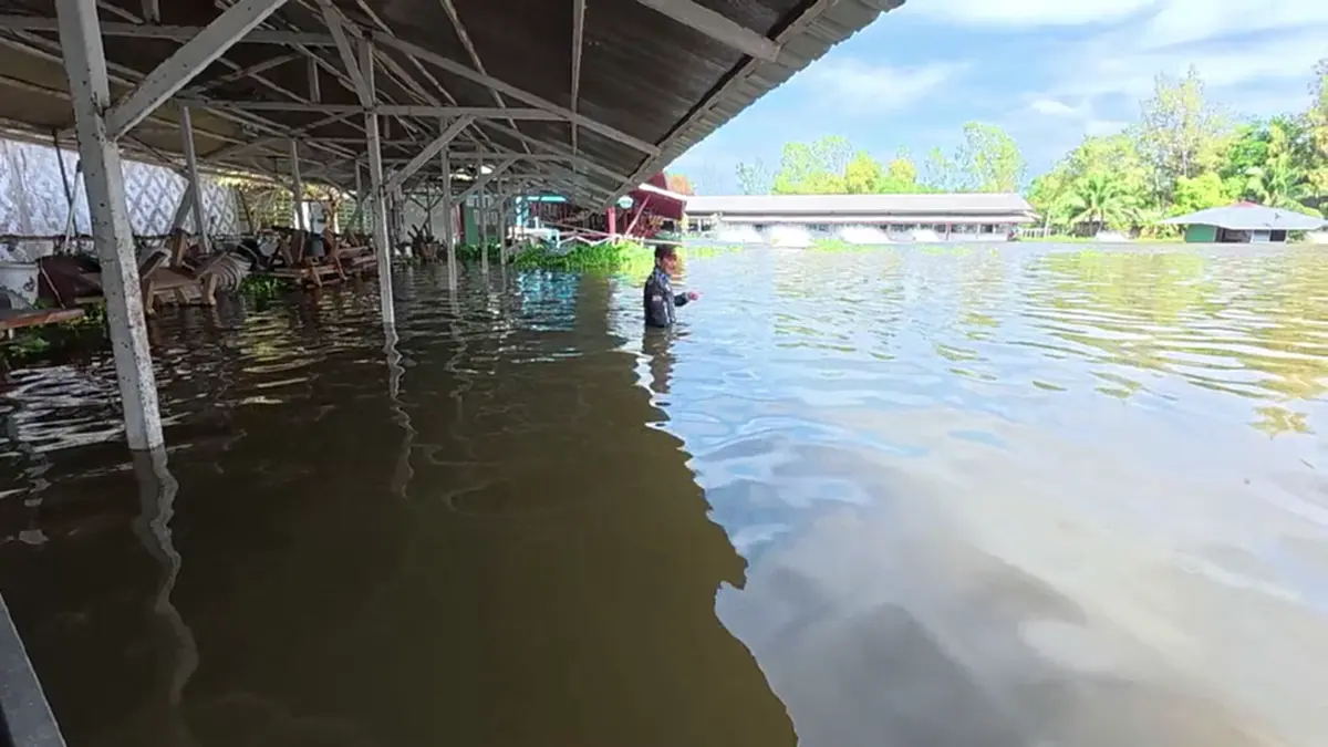 ปลาจระเข้ 3 เมตร หลุดบึงสำราญ 300 ตัว ชาวบ้านผวารุมจับขายคืน
