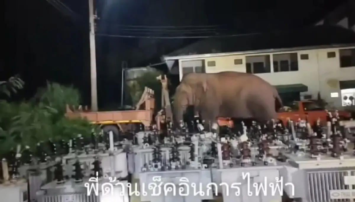 ช้างป่าเขาใหญ่ พังเสาลวดหนาม บุกการไฟฟ้ากลางดึก!
